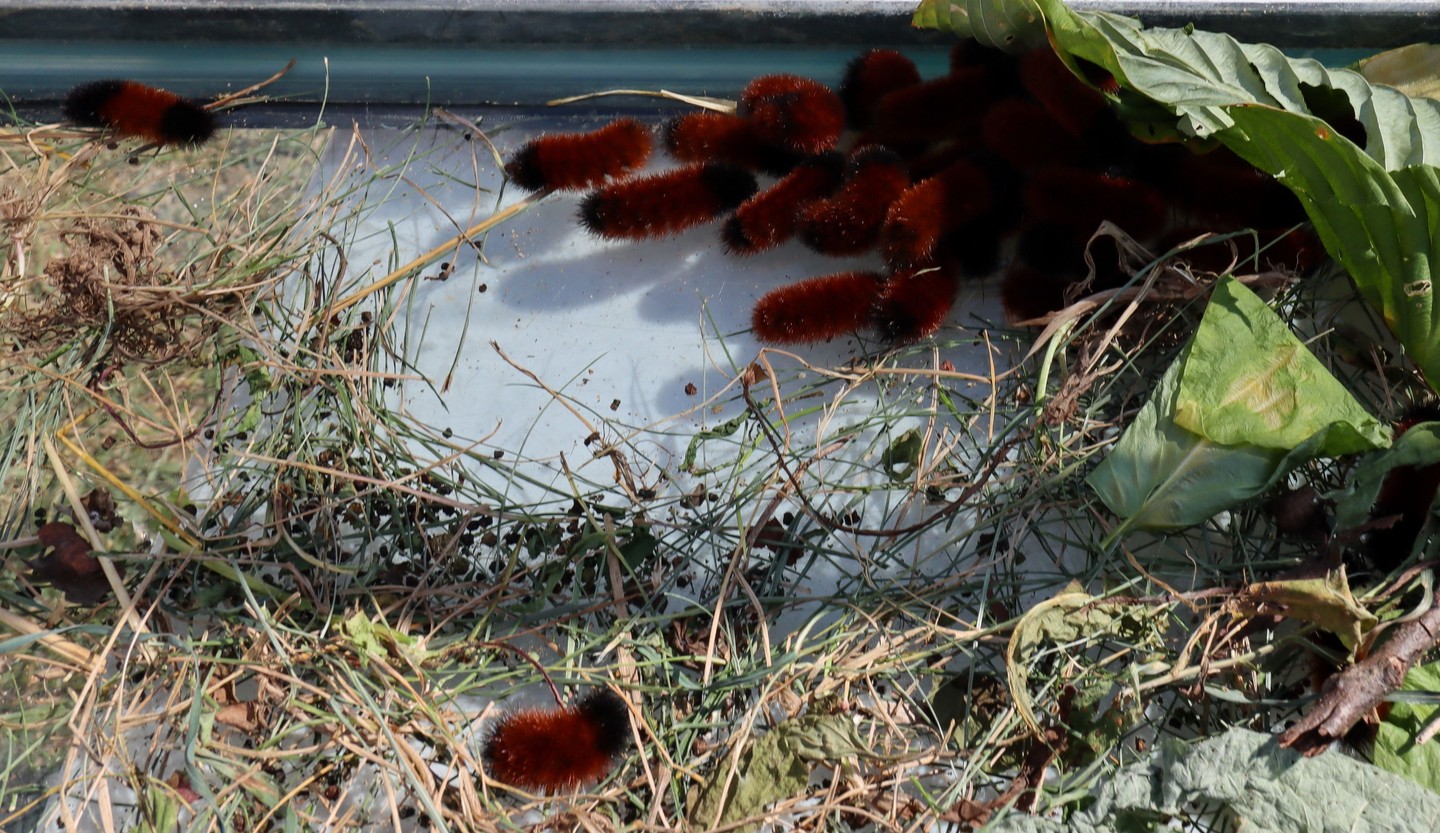 Happy First Day of Spring! 🌿 As things warm up, woolly worms are waking from their winter rest and getting back to snacking on fresh, low-growing greens.
It’s a short window before cocoon time🐛 so keep an eye out, you might see us around!
