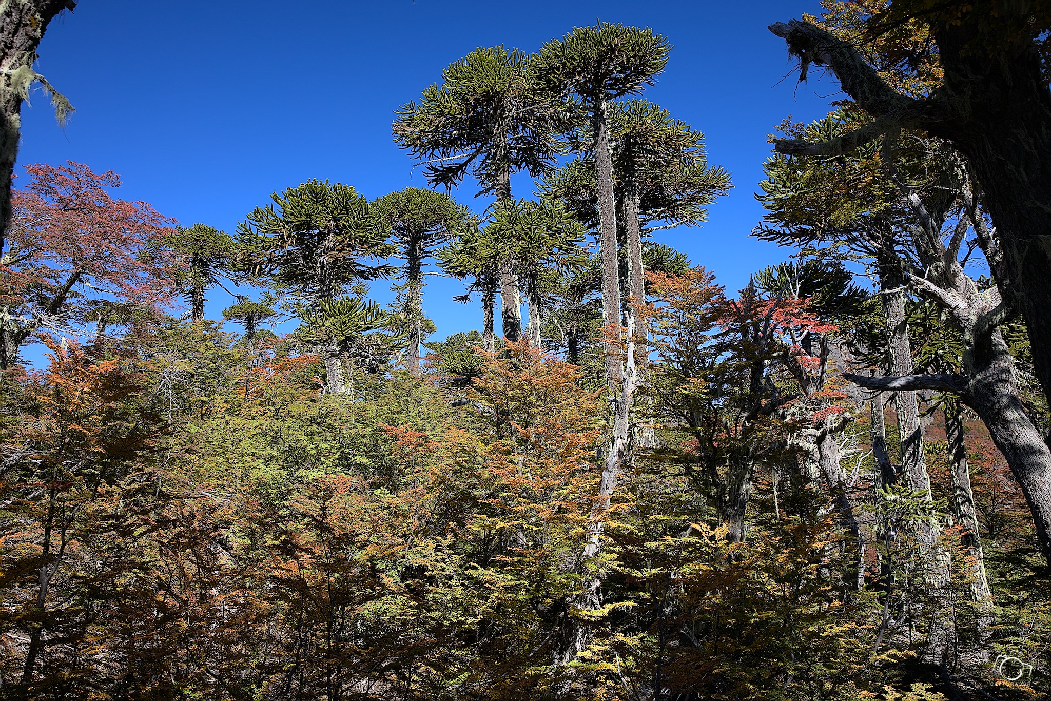El otoño en la Región de la Araucanía no es solo una estación… es una experiencia.
Los bosques cambian de piel, los colores se encienden entre naranjos, rojos y dorados, y cada rincón se transforma en una escena única, imposible de repetir. Es el momento donde la luz se vuelve más suave, más íntima… más perfecta.
Caminar entre araucarias milenarias, ver un volcán vestido de nieve o encontrar reflejos que parecen irreales, no es suerte… es otoño.
Para mí, es la época más hermosa del año.
Y si te gusta la fotografía, este es el momento donde todo se alinea: luz, color y emoción.
El otoño no se mira… se vive.
#Otoño #Araucanía #Chile #FotografíaDePaisaje #PaisajeChileno #Araucarias #Volcanes #NaturalezaChile #ColoresDeOtoño #Fotografía #LandscapePhotography #NaturePhotography #TravelChile #SurDeChile #FotografíaProfesional #CapturaElMomento #OutdoorPhotography #PatagoniaChile #descubrechile
