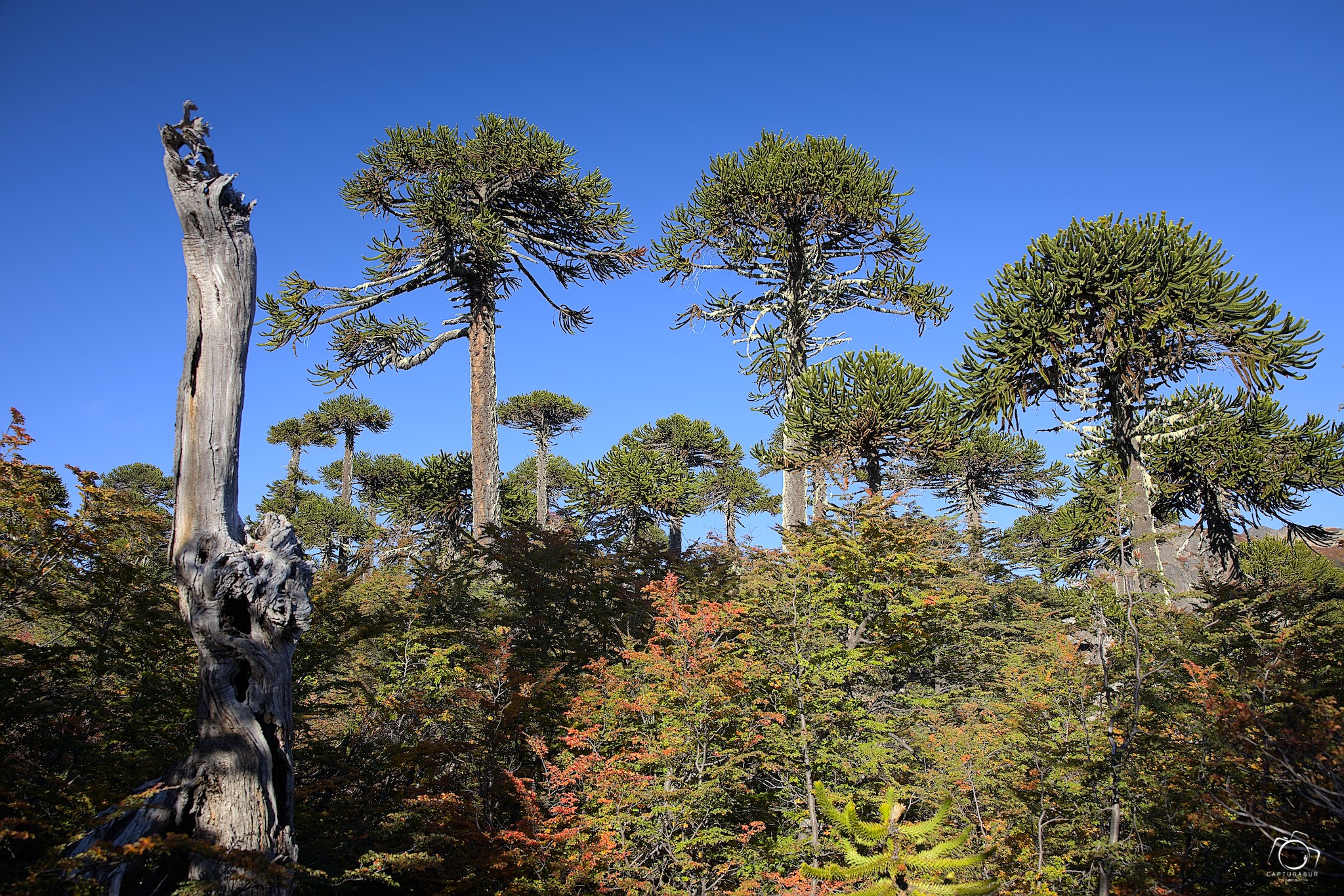 El otoño en la Región de la Araucanía no es solo una estación… es una experiencia.
Los bosques cambian de piel, los colores se encienden entre naranjos, rojos y dorados, y cada rincón se transforma en una escena única, imposible de repetir. Es el momento donde la luz se vuelve más suave, más íntima… más perfecta.
Caminar entre araucarias milenarias, ver un volcán vestido de nieve o encontrar reflejos que parecen irreales, no es suerte… es otoño.
Para mí, es la época más hermosa del año.
Y si te gusta la fotografía, este es el momento donde todo se alinea: luz, color y emoción.
El otoño no se mira… se vive.
#Otoño #Araucanía #Chile #FotografíaDePaisaje #PaisajeChileno #Araucarias #Volcanes #NaturalezaChile #ColoresDeOtoño #Fotografía #LandscapePhotography #NaturePhotography #TravelChile #SurDeChile #FotografíaProfesional #CapturaElMomento #OutdoorPhotography #PatagoniaChile #descubrechile